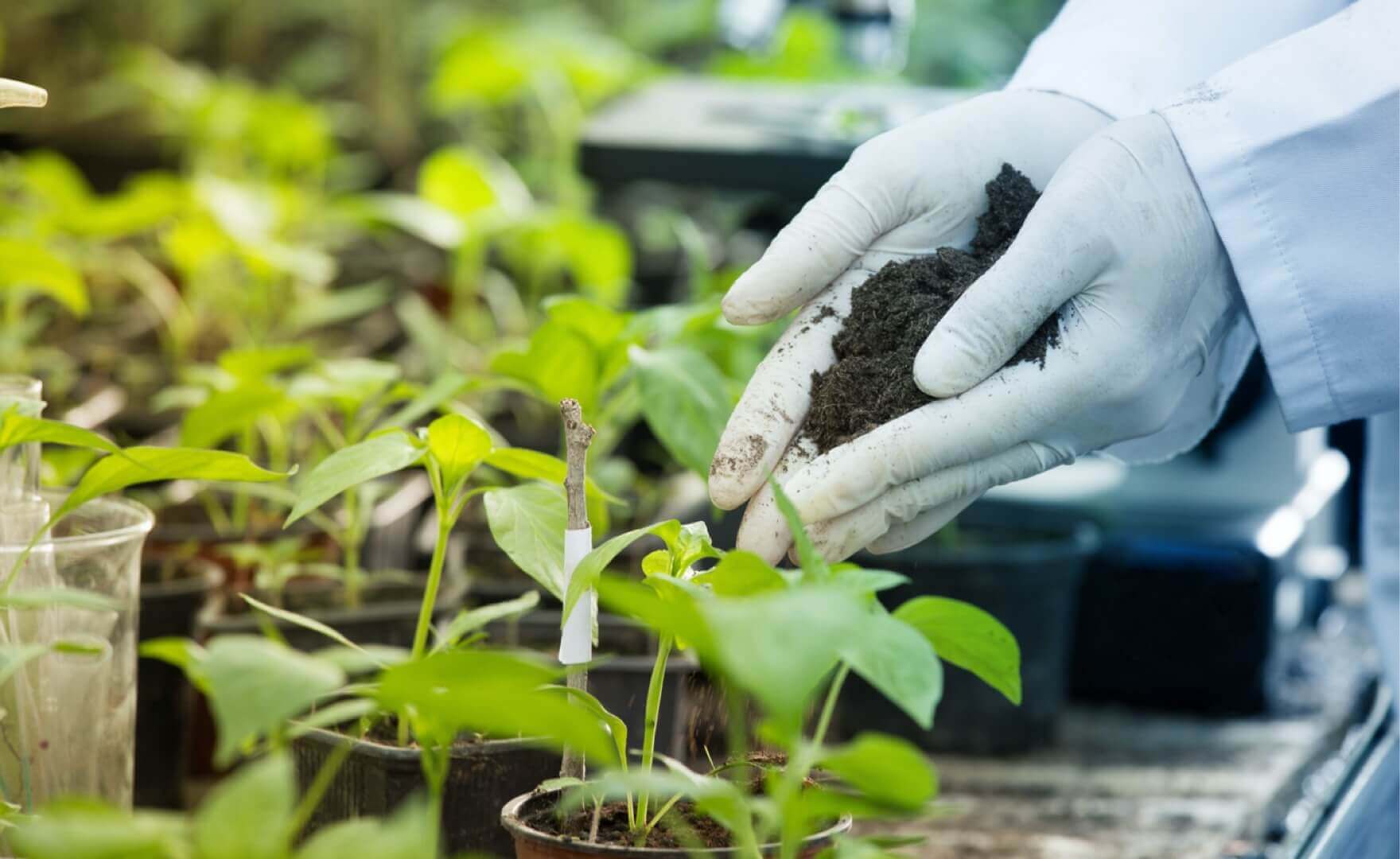 image of a plant receiving soil
