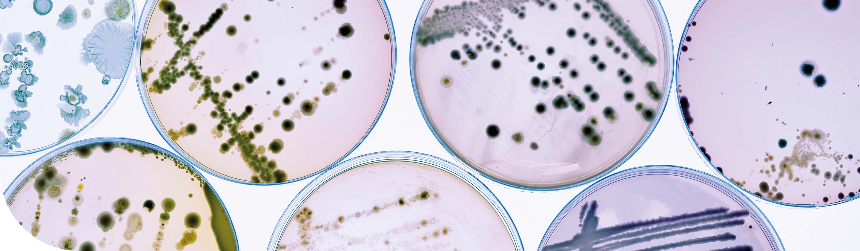 food microbiology testing