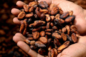 Acrilamida en granos de cacao tostado y productos derivados del cacao