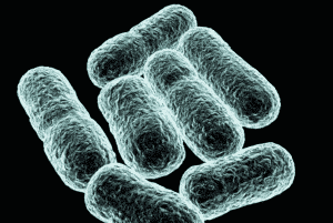 <font dir="auto" style="vertical-align: inherit;"><font dir="auto" style="vertical-align: inherit;">Escherichia Coli, comment les surveiller et les combattre ?</font></font>
