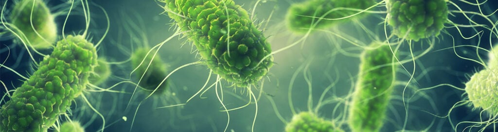Listeria monocytogenes