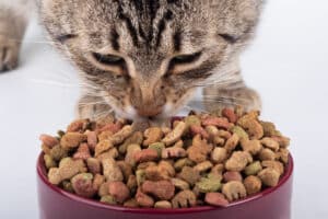 Homogeneização e contaminação cruzada de misturas em alimentos para animais