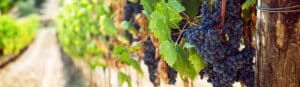 Atualização do estatuto das DOP e IG da Região Demarcada do Douro