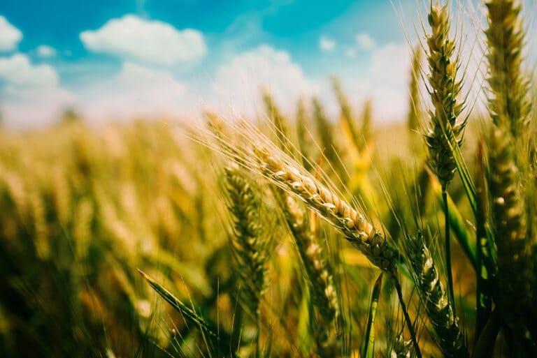 trigo-centeno-gluten