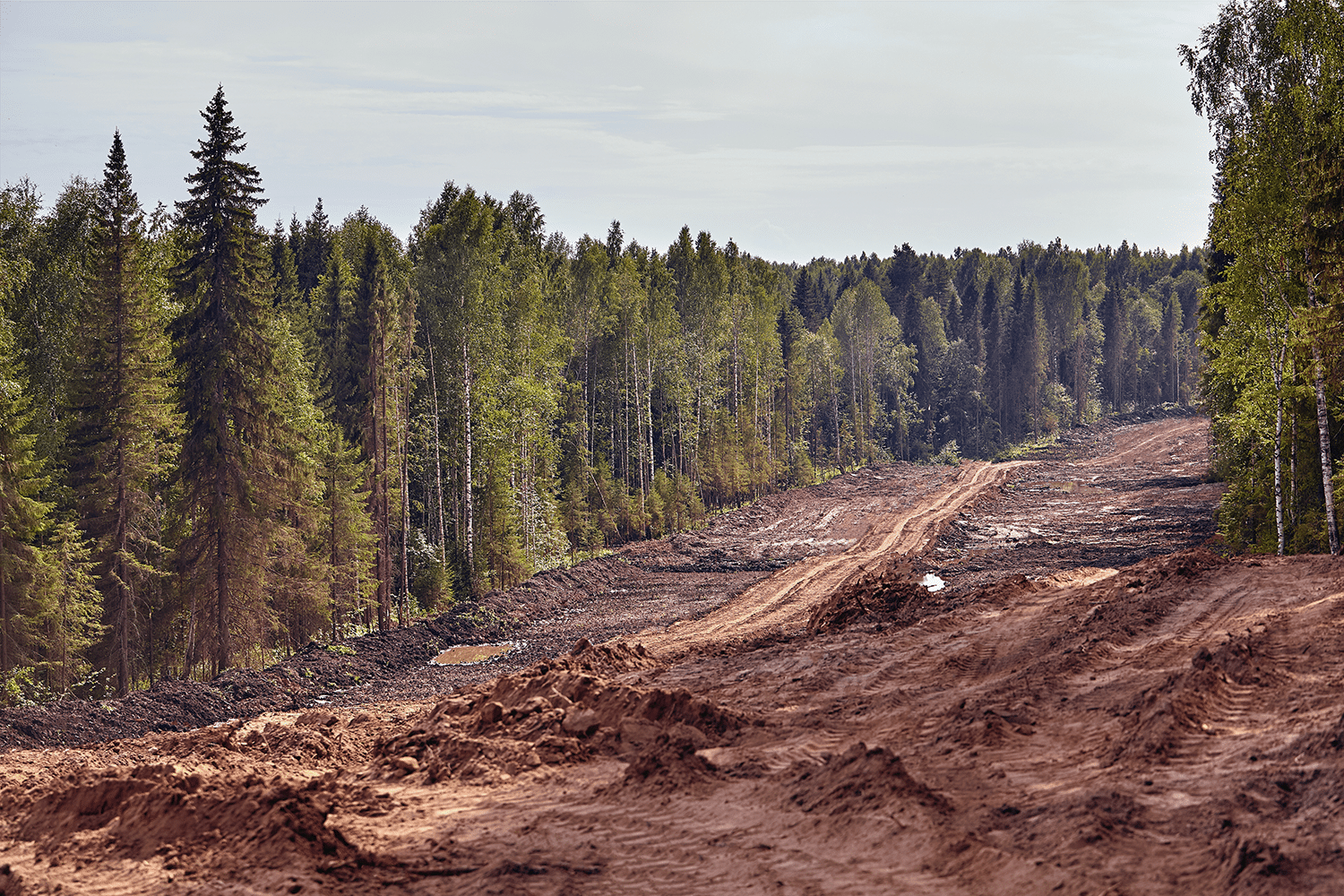 reglamento-deforestacion-EUDR-industria-alimentaria