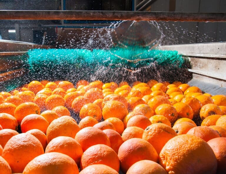report fao qualità acqua